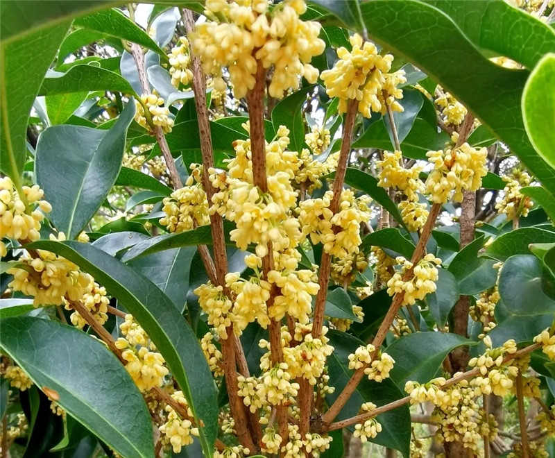 Smell the fragrance of osmanthus in Huangpu