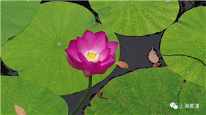 Lotuses, lilies bloom during midsummer in Huangpu
